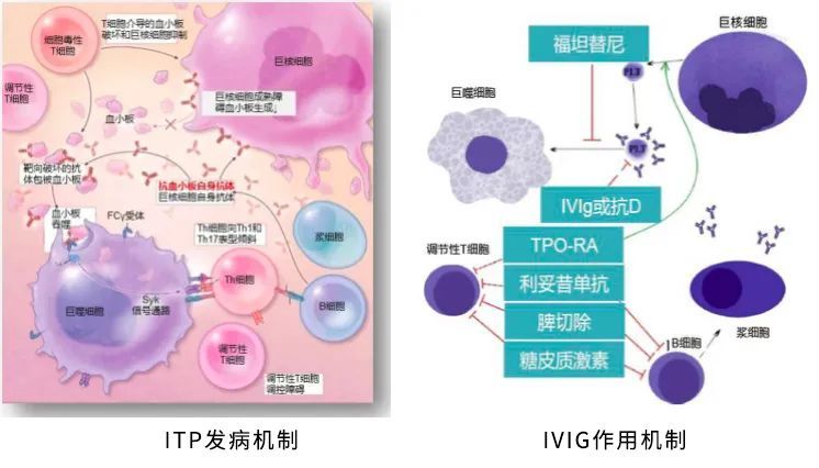 药物介绍 | 近日大热选手“IVIG”访谈录-ITP家园