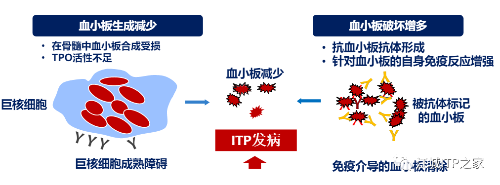 一问医答 | 梅恒教授为您揭开ITP发病机制的神秘面纱-ITP家园