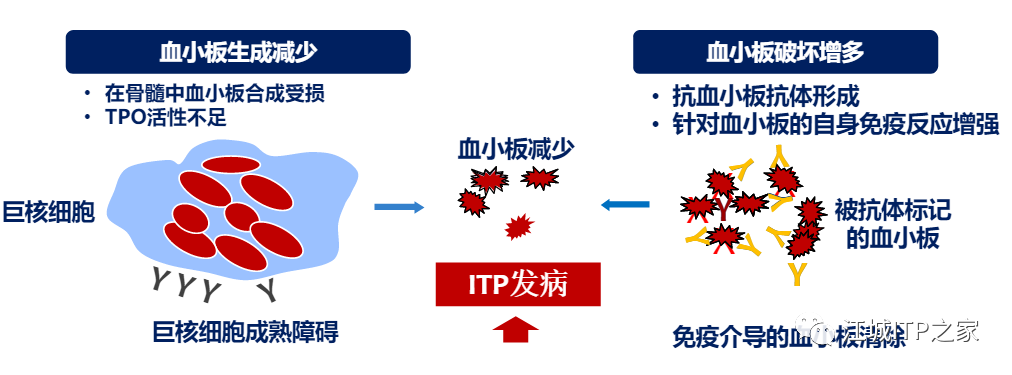 一问医答 | 梅恒教授为您揭开ITP发病机制的神秘面纱