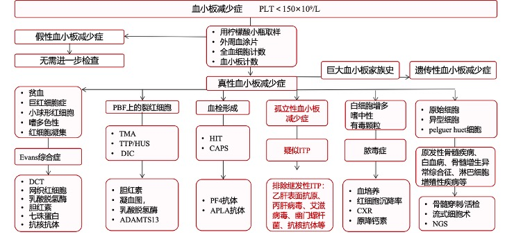 大咖谈病例|石艳教授分享——推陈出新!ITP诊疗更新啦!-ITP家园